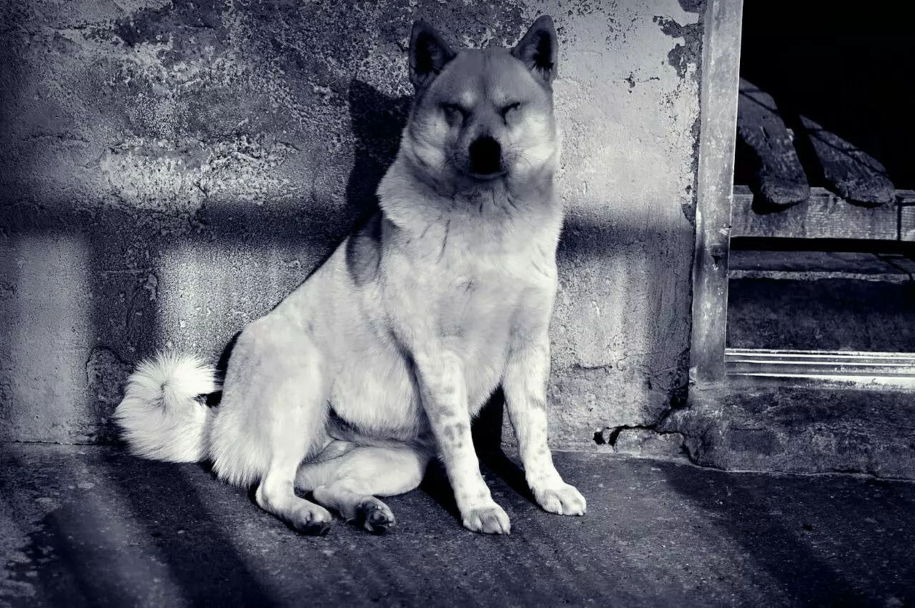 2018宠物合集（图ZMTQ0MDU5MjA0） - 宠物摄影 - 站酷设计师黑猫姐姐原创素材 - 站酷ZCOOL