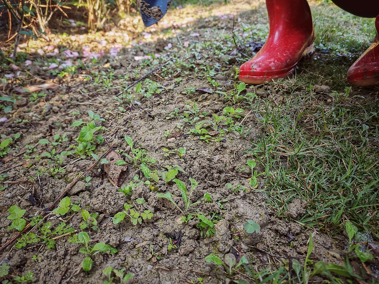 向日葵已开（图ZMjg0NDk1MjEy） - 风光摄影 - 站酷设计师治愈的花园原创素材 - 站酷ZCOOL