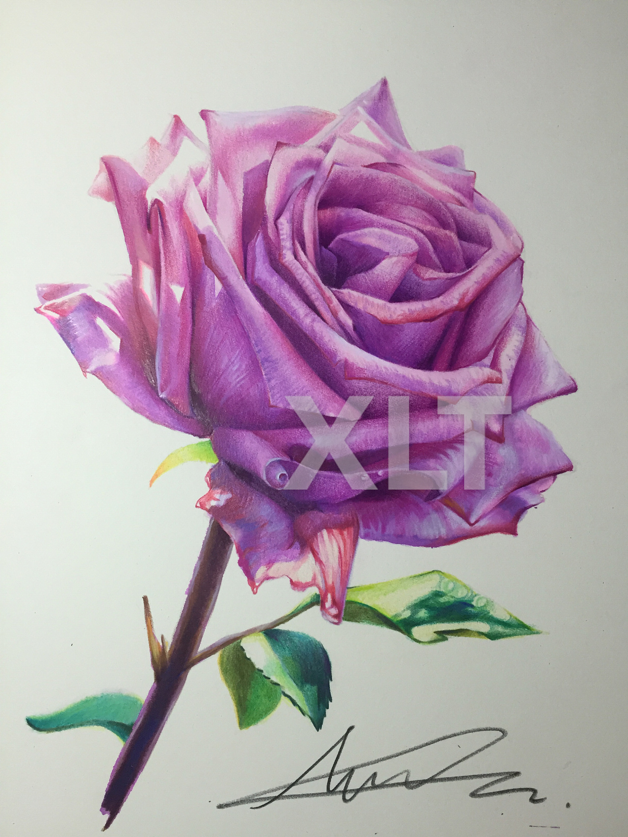 《粉玫瑰》彩铅绘画教程|纯艺术|彩铅|蓉儿Art - 原创作品 - 站酷 (ZCOOL)