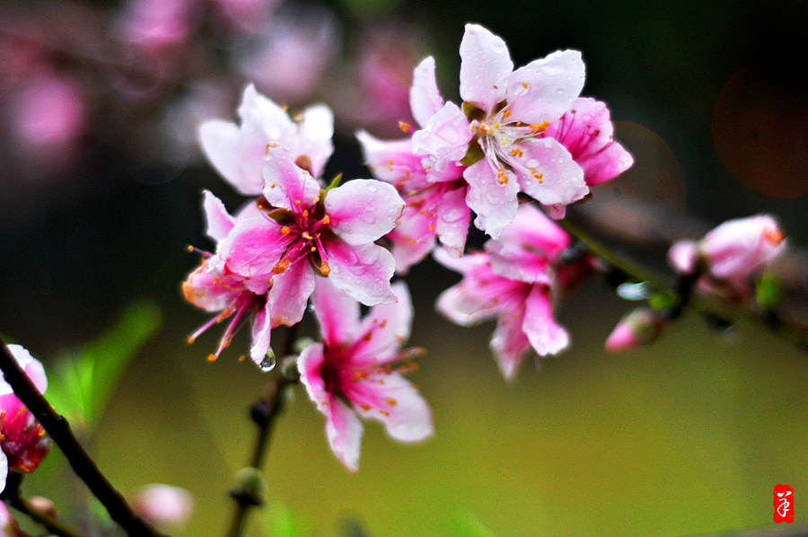 2014春·深圳大学桃花朵朵（图ZMTQwOTUxMDQ=） - 风光摄影 - 站酷设计师szuedu2005原创素材 - 站酷ZCOOL