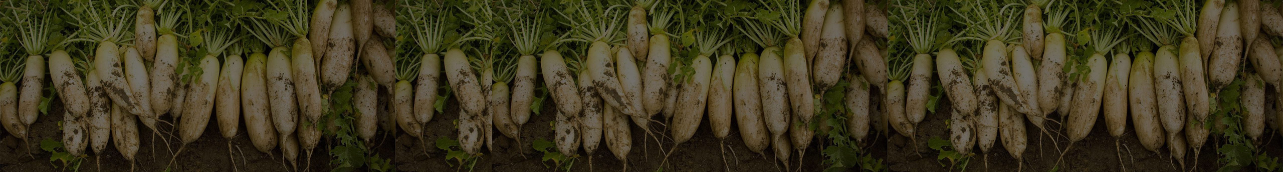 大萝卜007的个人主页（封面预览） - 主页封面设置 - 站酷设计师大萝卜007原创素材 - 站酷ZCOOL