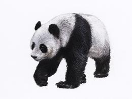 【 繪本部分圖畫 】- 寫實類