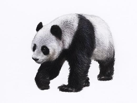 【 绘本部分图画 】- 写实类