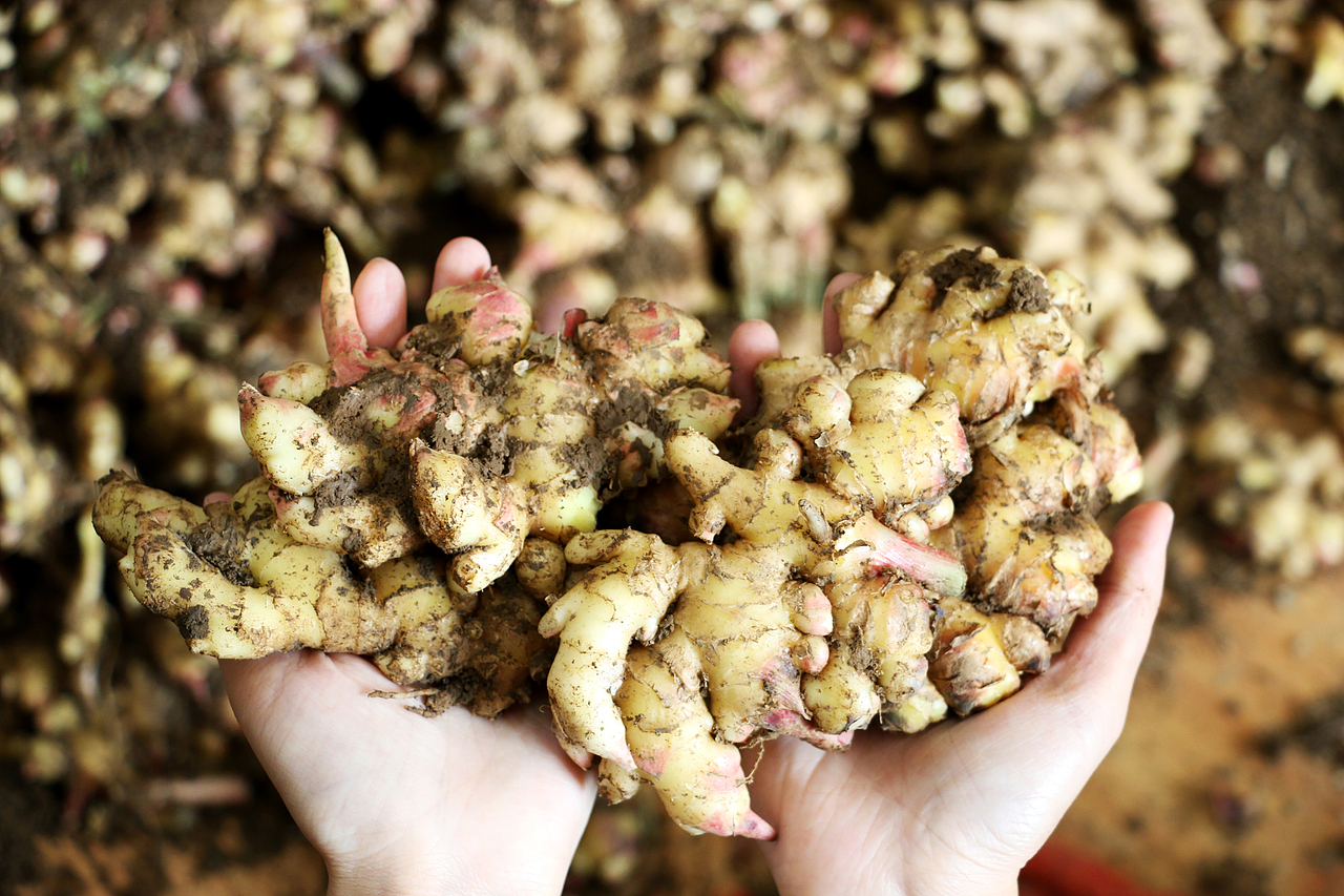 云南罗平小黄姜