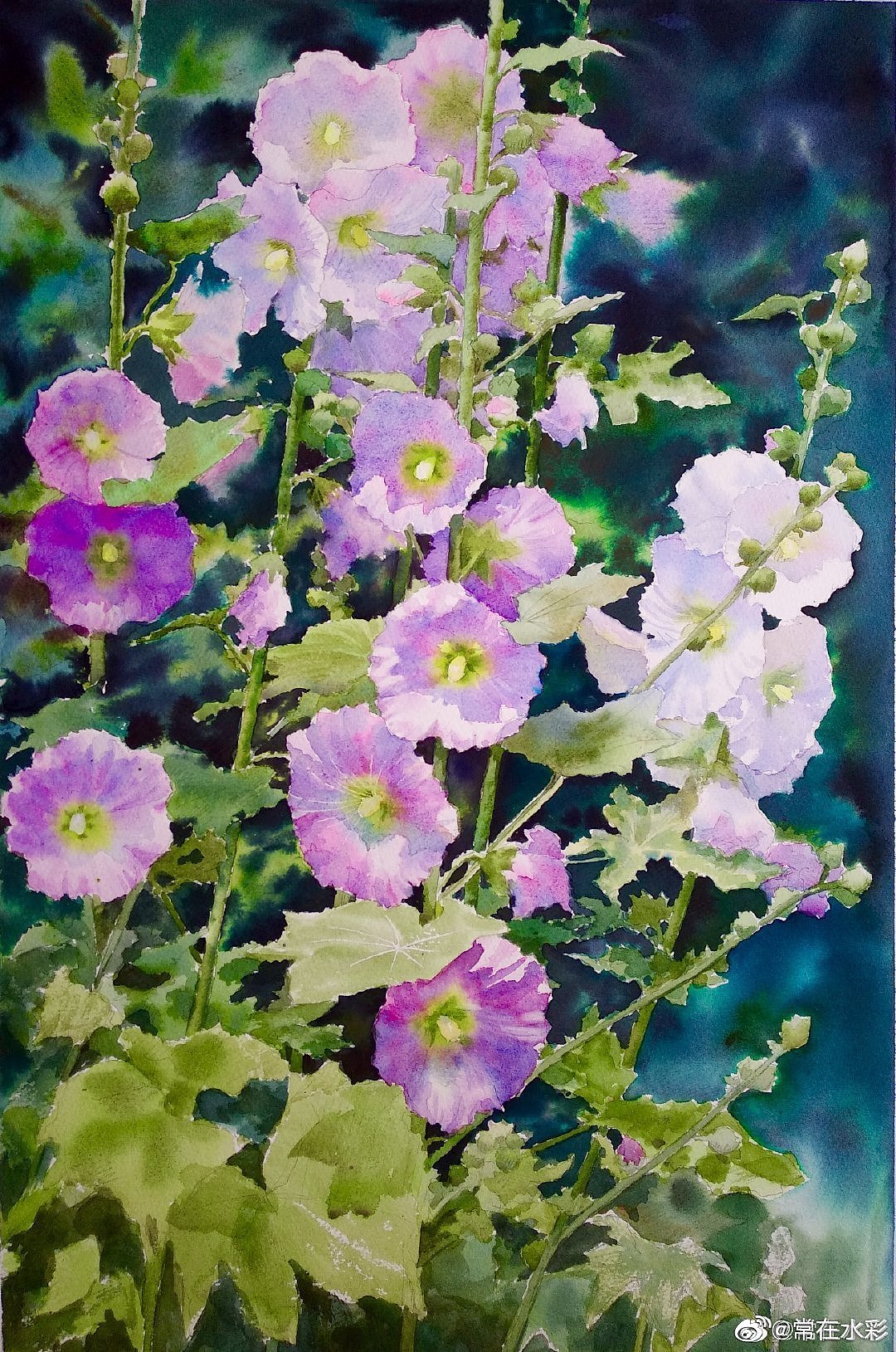 常在水彩蜀葵花合集1|插画|创作习作|常在水彩_原创作品-站酷zcool