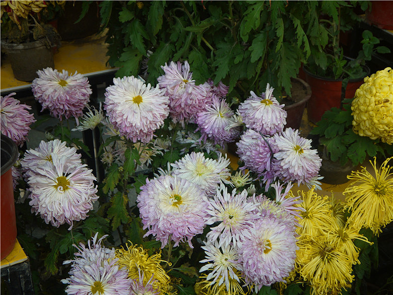 菊花（图ZMjE3MjAxMjQ=） - 产品摄影 - 站酷设计师hkljb原创素材 - 站酷ZCOOL