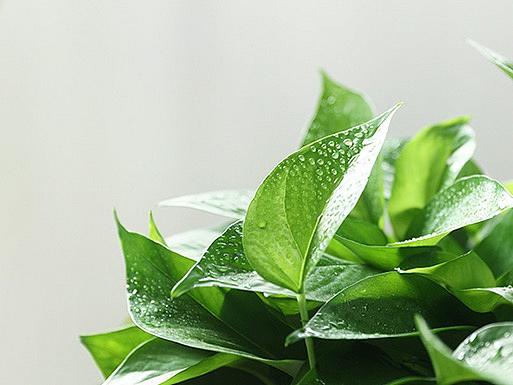 绿植网页