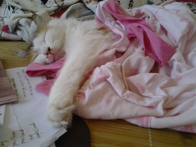 最爱吃草的傲娇小主