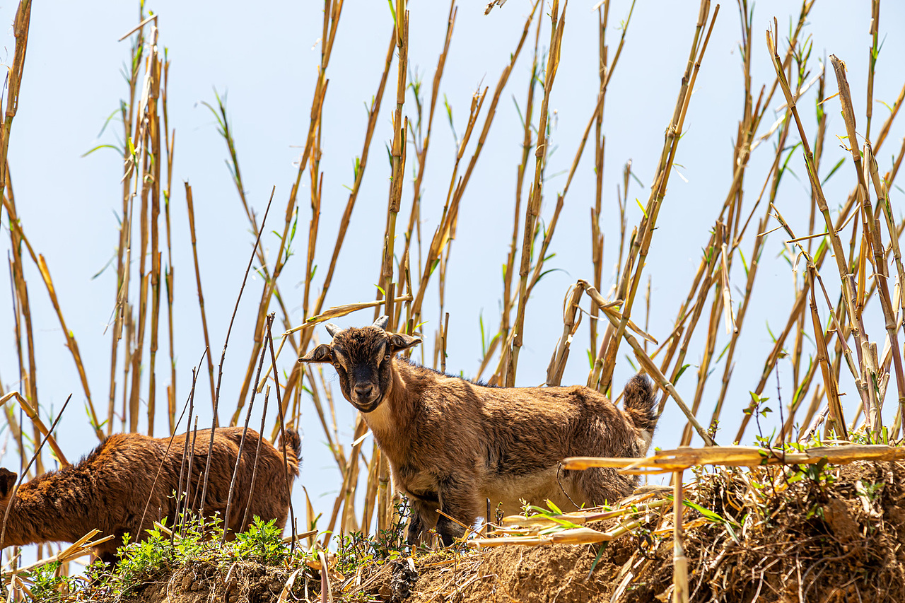 放山羊（图ZMjk3OTU3ODcy） - 宠物摄影 - 站酷设计师zhaohaijung原创素材 - 站酷ZCOOL