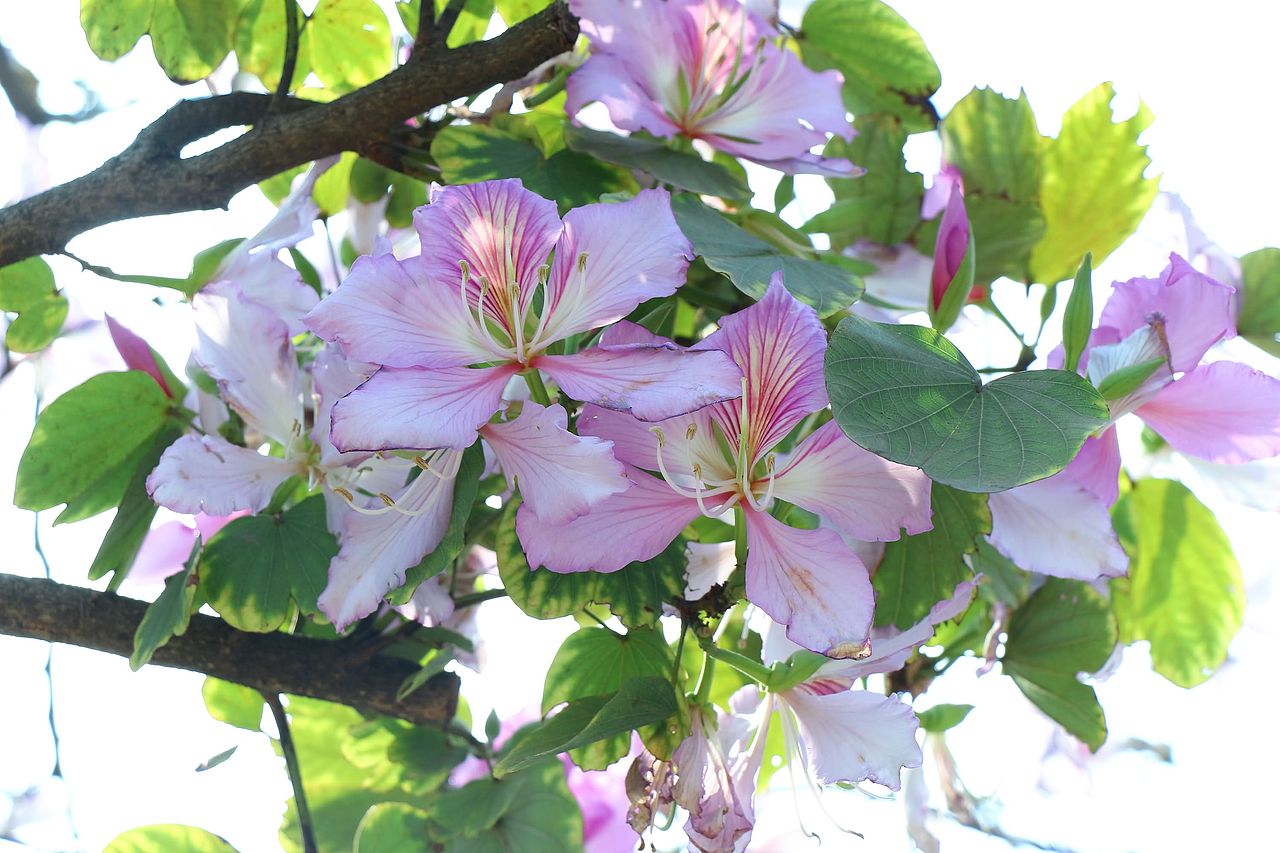 阳春三月在人海中赏花