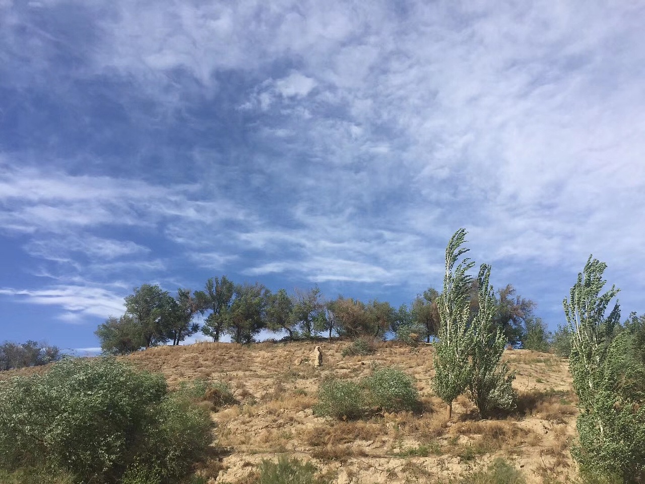 这里是新疆(手机摄影)