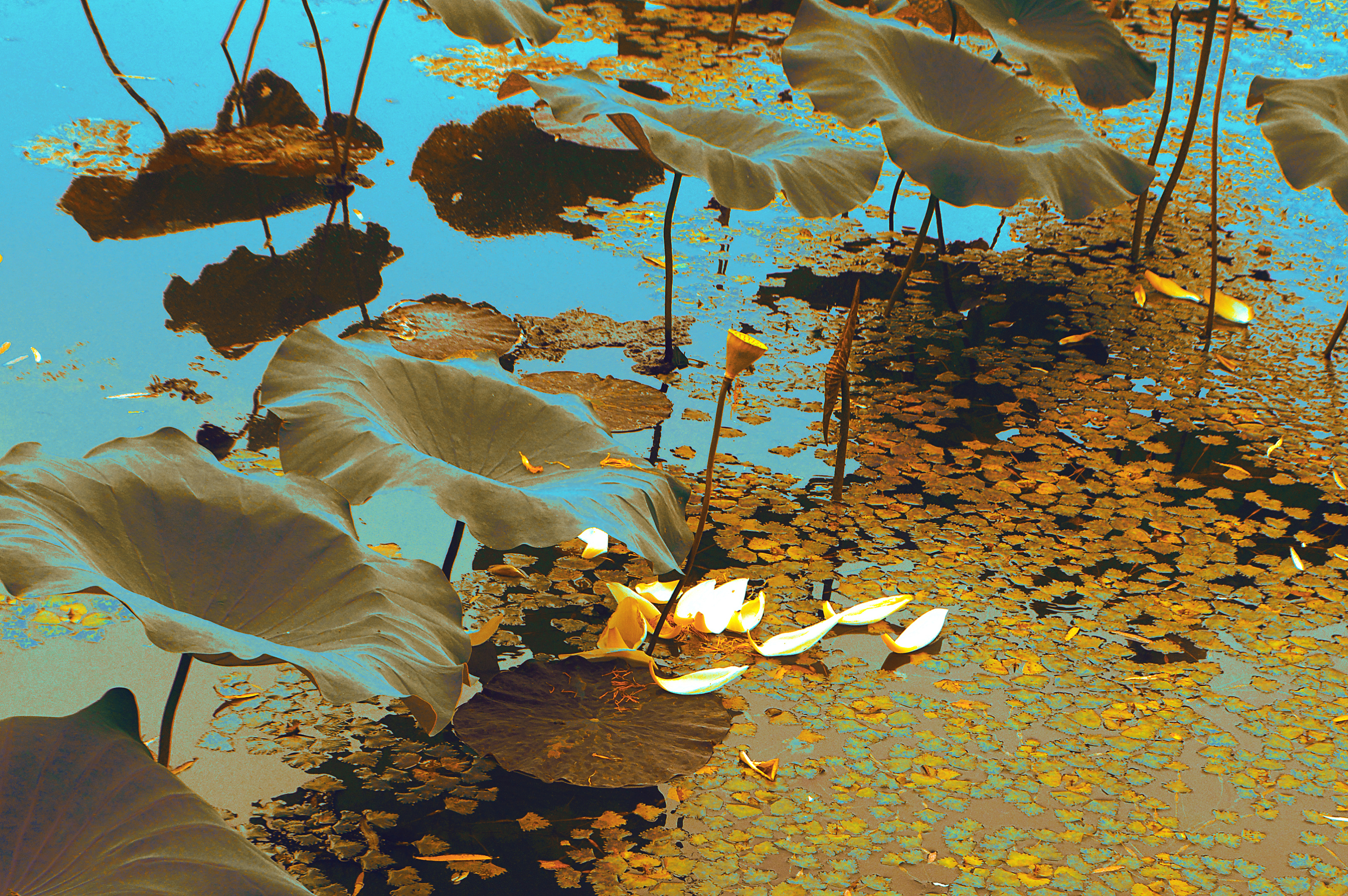 荷叶与荷|摄影|静物|木易十三香 - 原创作品 - 站酷 (zcool)