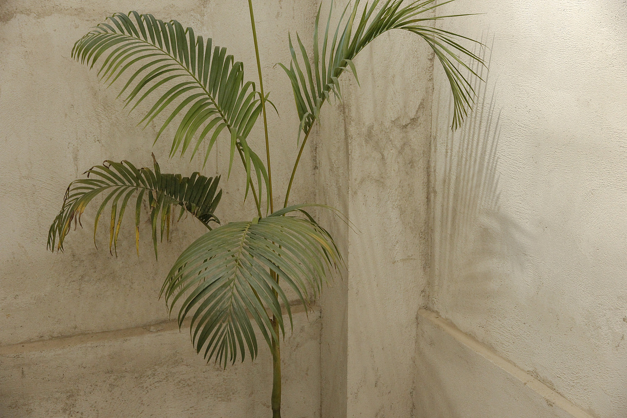 如同“山谷”的一般植物书店