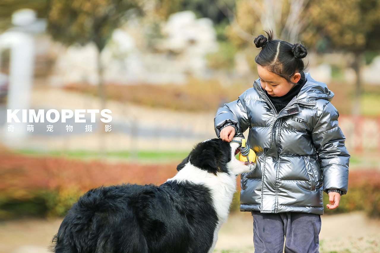 有生之年一定要一直边牧丨宠物摄影