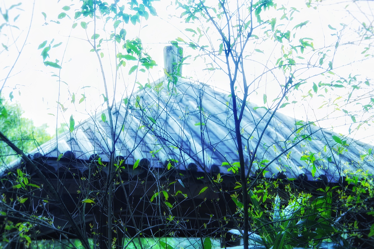 深圳国际花卉中心（图ZNjk0MzEwNDA=） - 风光摄影 - 站酷设计师chenzehui原创素材 - 站酷ZCOOL