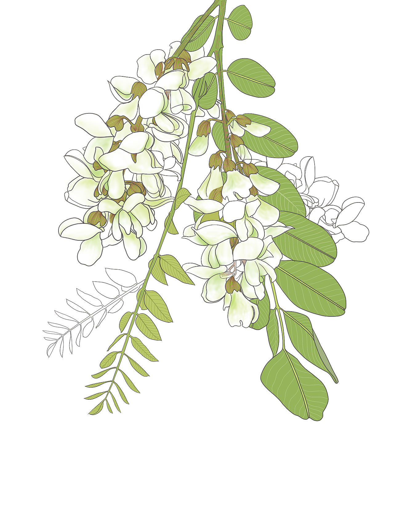 植物花卉包装（图ZMTc0NDA5MzEy） - 商业插画 - 站酷设计师页子橙光原创素材 - 站酷ZCOOL
