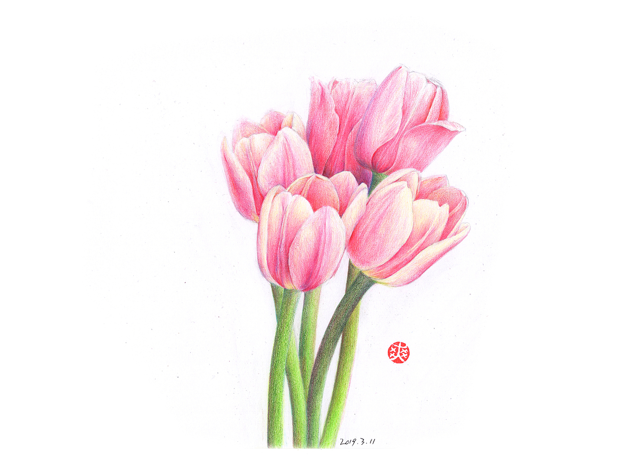 彩铅手绘一束郁金香