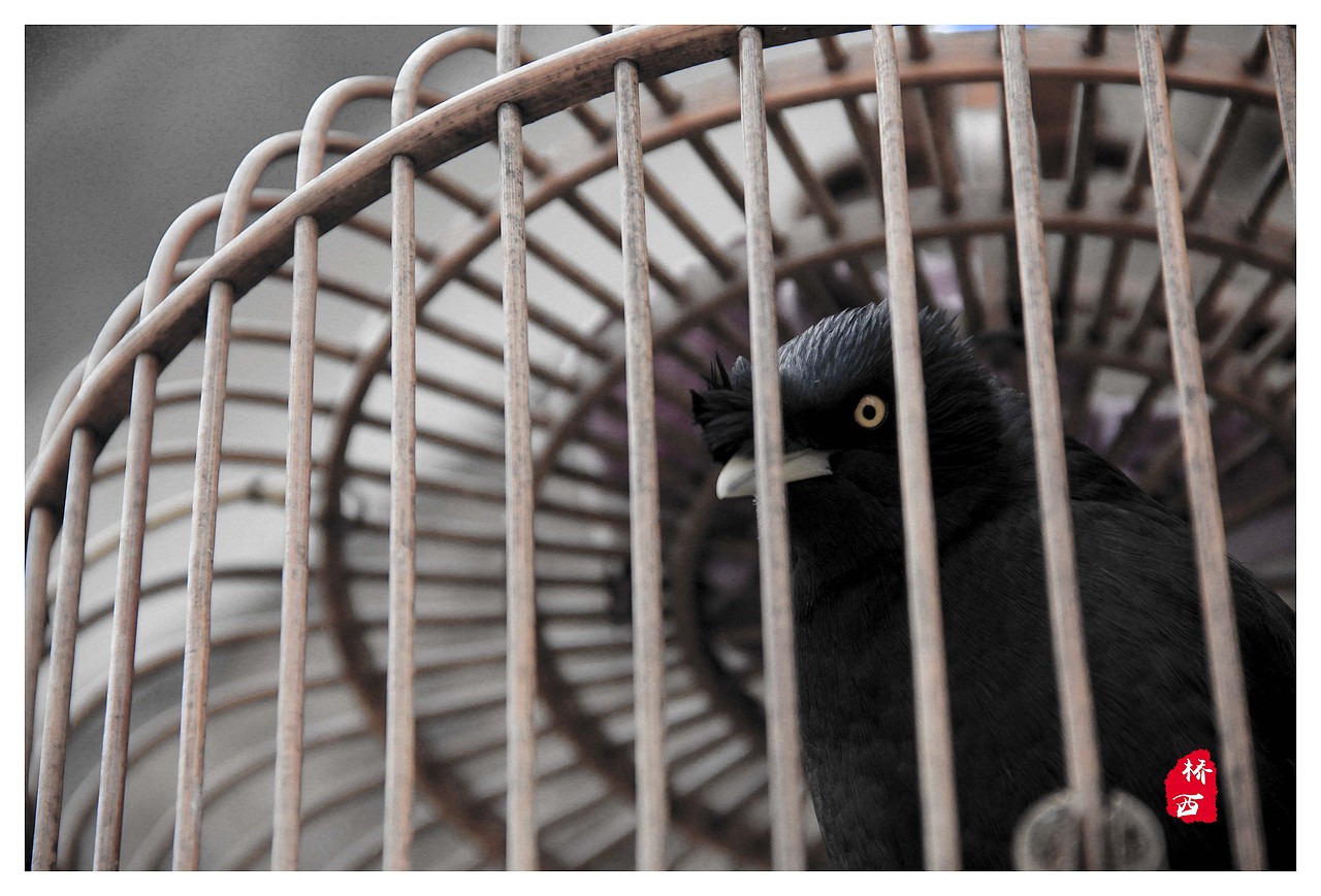 《京杭运河—桥西历史街区》（图ZNjg4NDYyNDA=） - 风光摄影 - 站酷设计师云海设计Eric原创素材 - 站酷ZCOOL