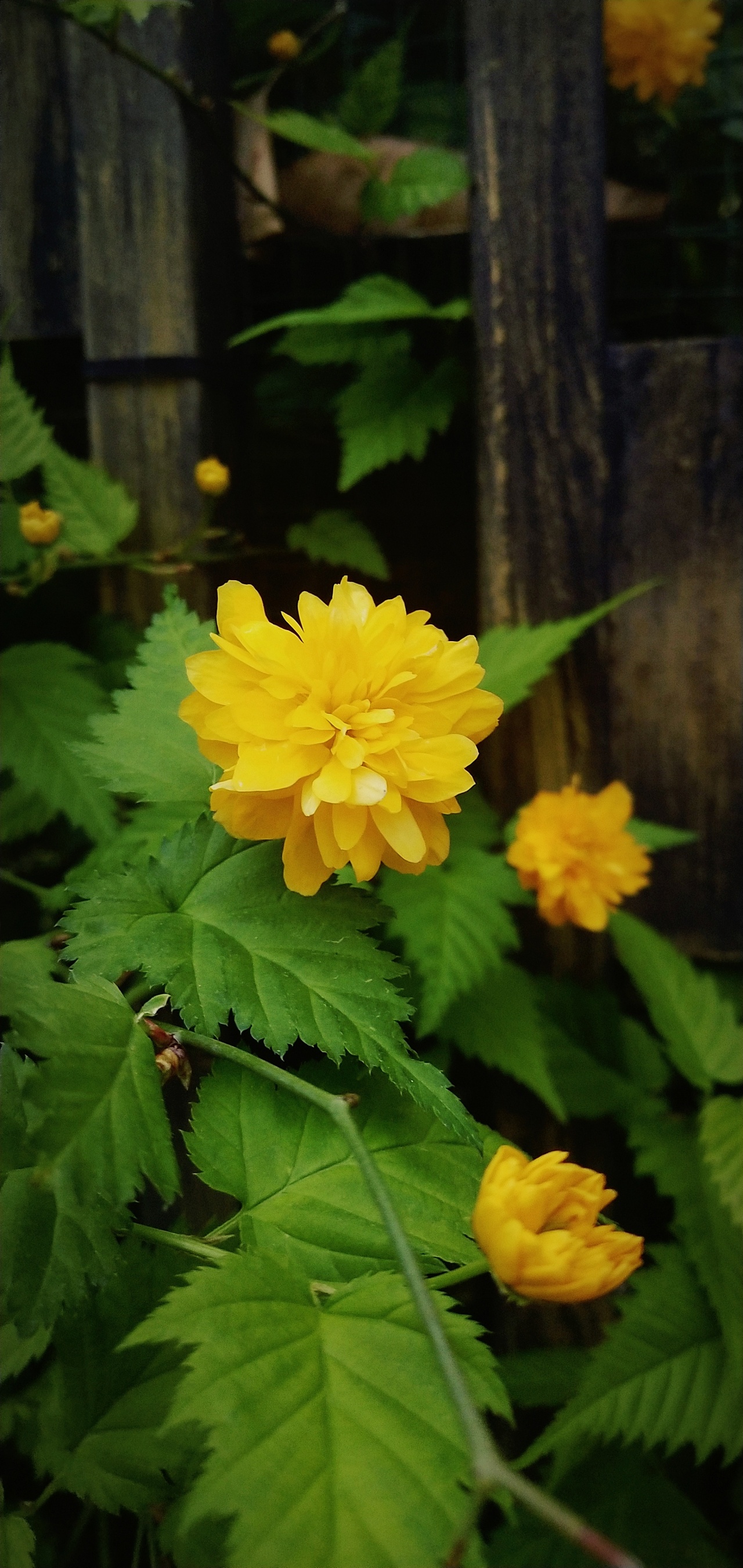 路边偶遇黄色小花