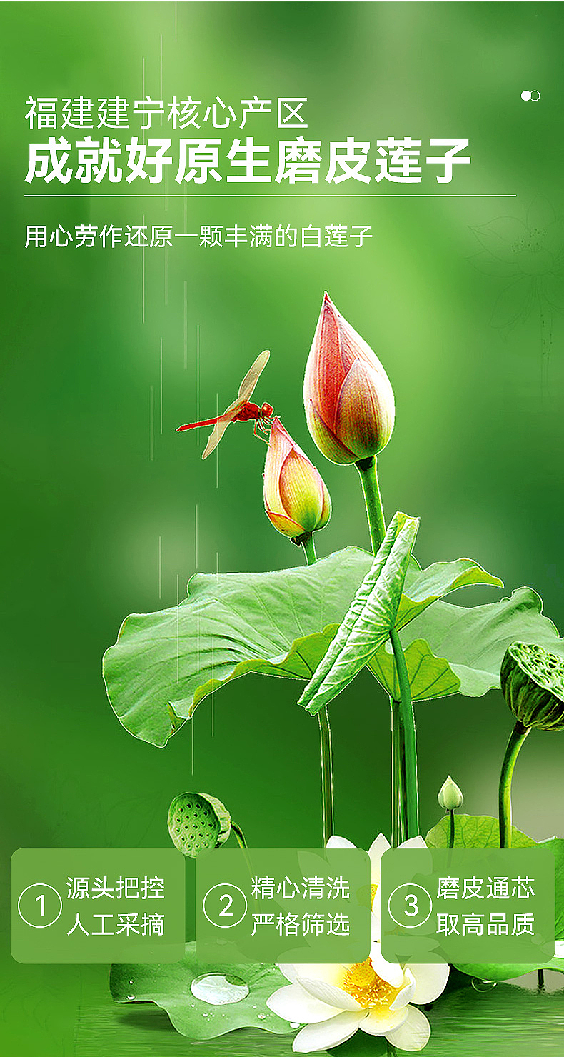 原生莲子 精修 详情图