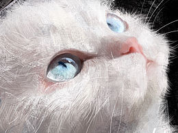 猫猫