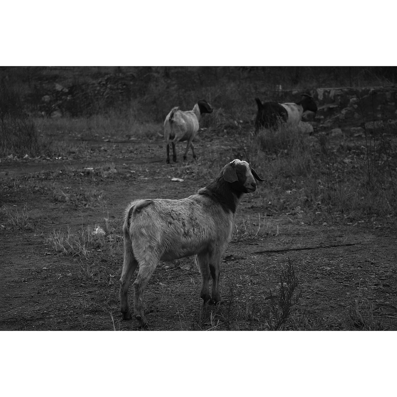 萬物屬靈 蠢蠢欲動（圖ZMjIzMDY2NTU2） - 人文/紀(jì)實攝影 - 站酷設(shè)計師溜直的一個彎原創(chuàng)素材 - 站酷ZCOOL