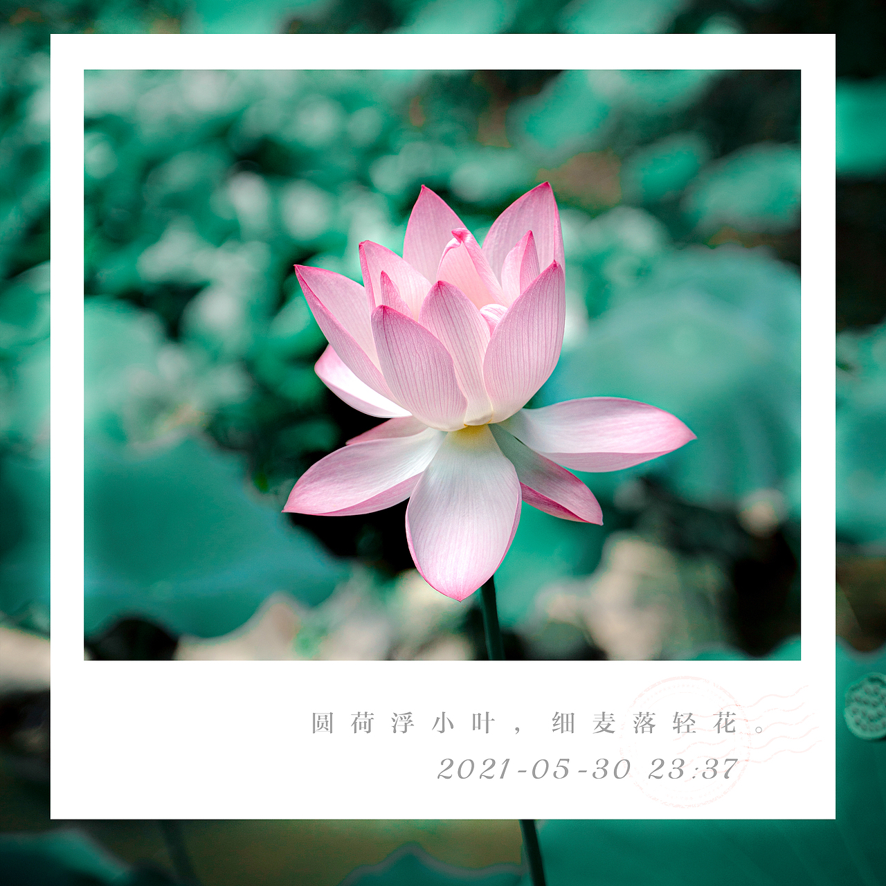 荷花（图ZMjU3Mzc1OTky） - 其他摄影 - 站酷设计师菲马摄影狸花猫原创素材 - 站酷ZCOOL