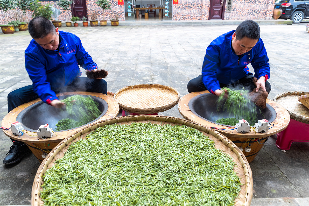 重庆南川:早春茶提前开采