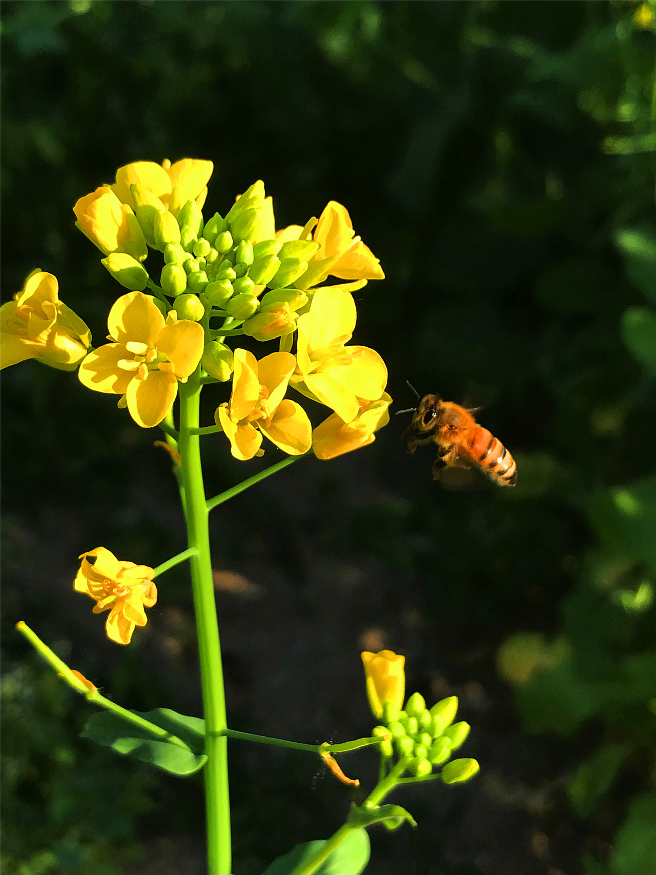 刘勇良手机纪实摄影:菜花香蜜蜂忙