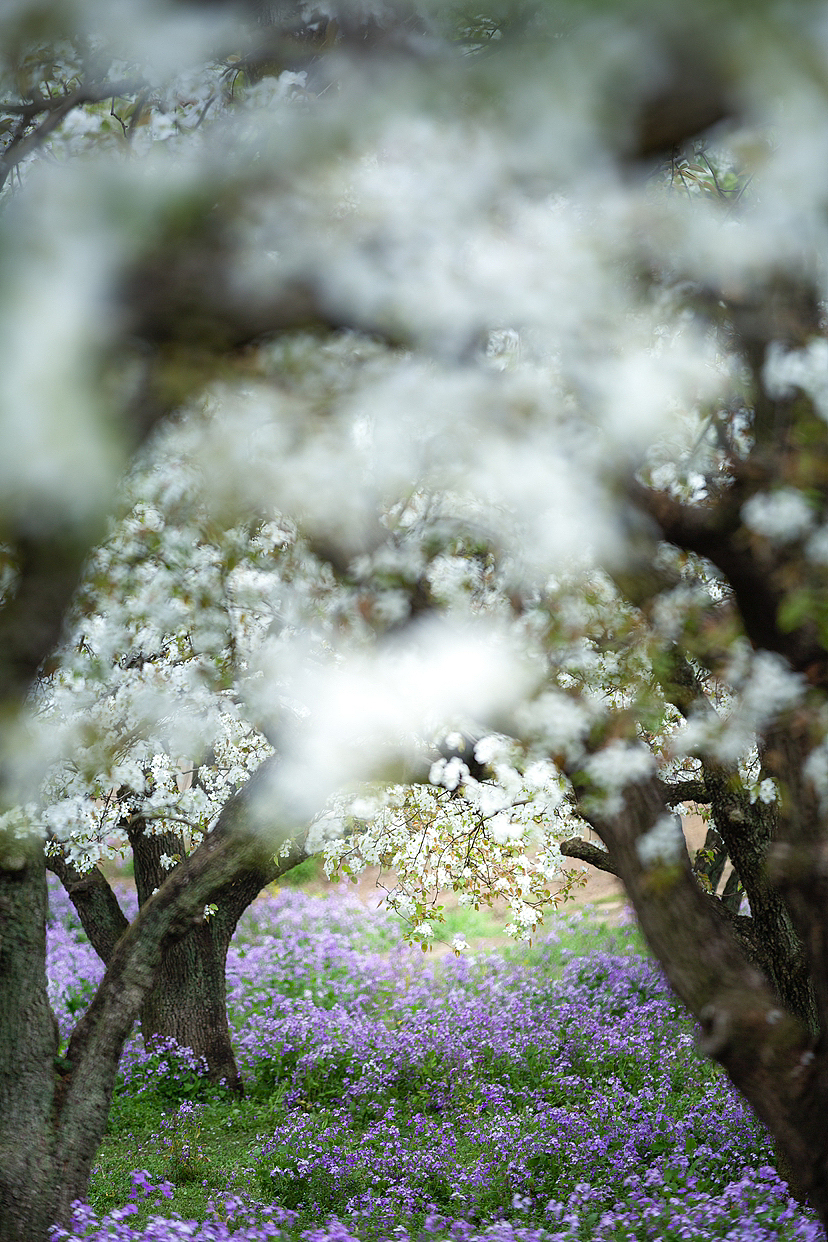 梨兰会（图ZMzY2MzQzMDA0） - 风光摄影 - 站酷设计师一切kkk原创素材 - 站酷ZCOOL