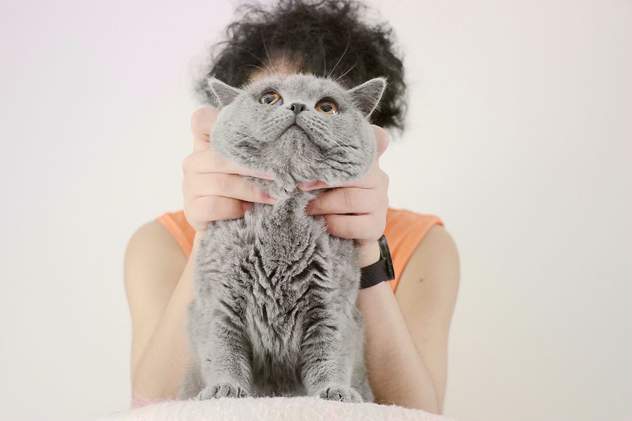 种猫-MM-纯蓝色-冬梅-英国短毛猫|沐米猫舍