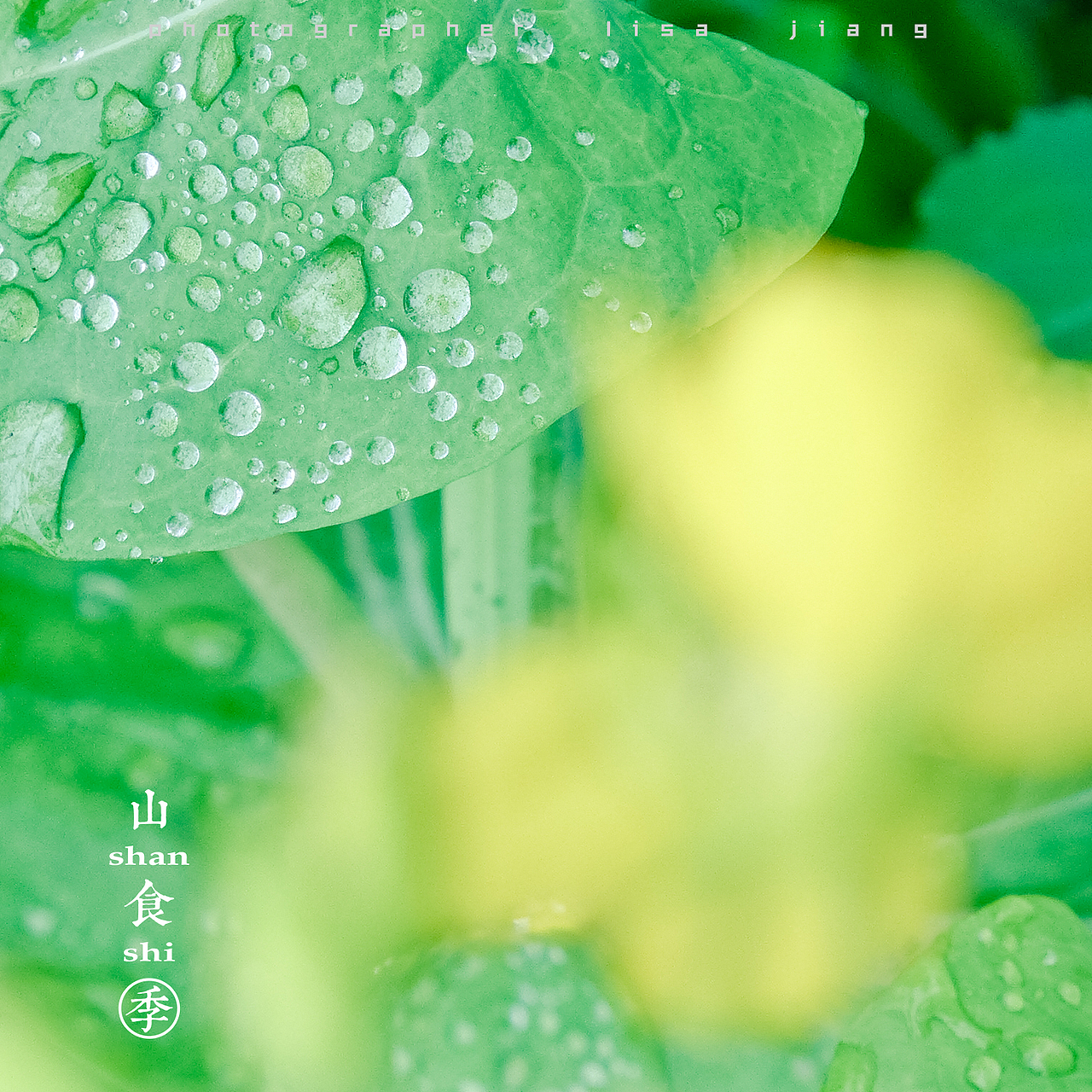 小品四季（图ZMTA4NTgyNjQ0） - 产品摄影 - 站酷设计师挲lisa原创素材 - 站酷ZCOOL