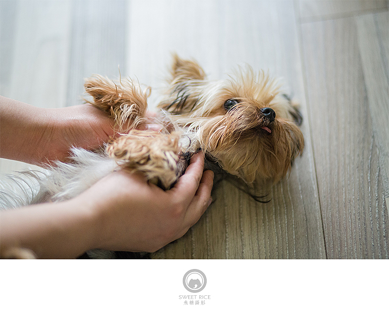 加菲阿宝和乱入的东西（图ZNDY1NjQzNjQ=） - 宠物摄影 - 站酷设计师挂糖原创素材 - 站酷ZCOOL