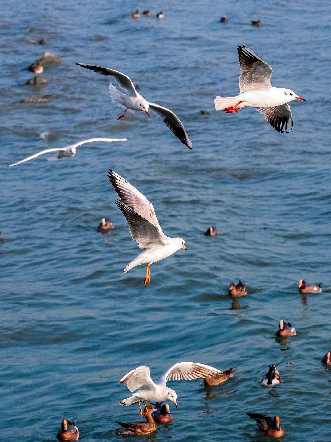 深圳湾西伯利亚的候鸟（图ZMzM0MjI0NzA4） - 人文/纪实摄影 - 站酷设计师放羊的阿鑫原创素材 - 站酷ZCOOL