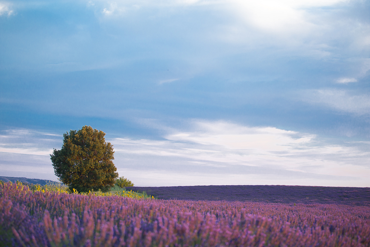 普罗旺斯瓦朗索勒高原上的薰衣草田，法国 (© Shutterstock) | 必应每日高清壁纸 - 精彩,从这里开始