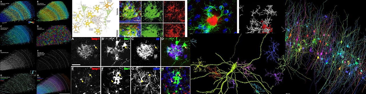 脑新生 动态设计（图ZMzE1MTEzOTAw） - 人物/生物 - 站酷设计师omoolab原创素材 - 站酷ZCOOL