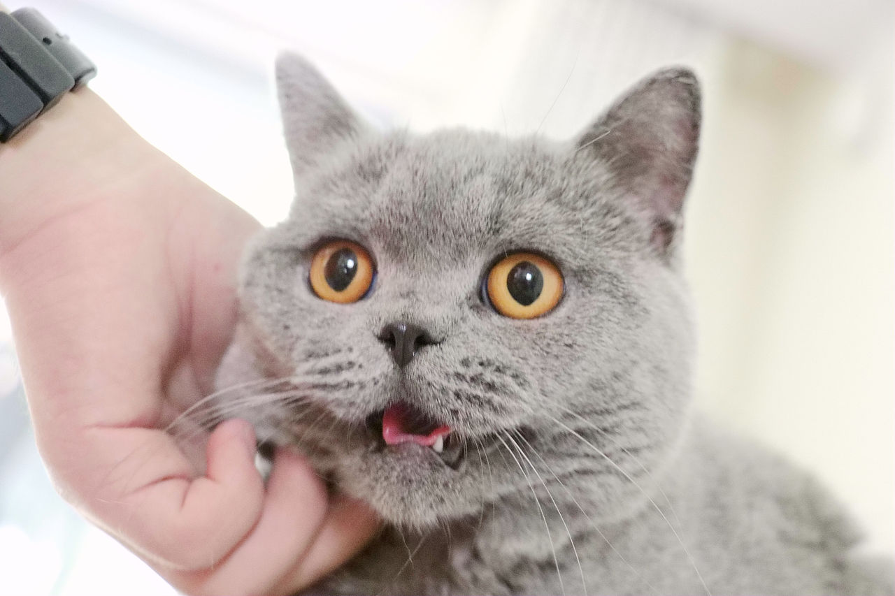 种猫-MM-纯蓝色-冬梅-英国短毛猫|沐米猫舍