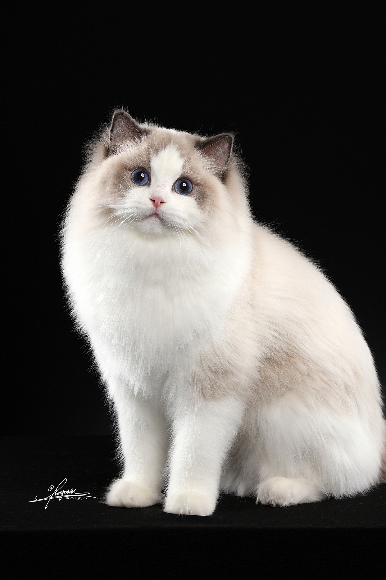 布偶猫|摄影|宠物摄影|amyworks赛猫摄影 - 原创作品 - 站酷 (zcool)