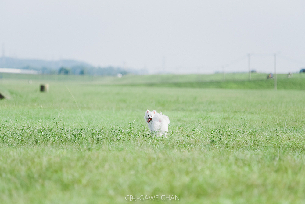 冰糖（客片）（图ZMTI0MDQxNzc2） - 宠物摄影 - 站酷设计师C陳GAWEICHAN原创素材 - 站酷ZCOOL