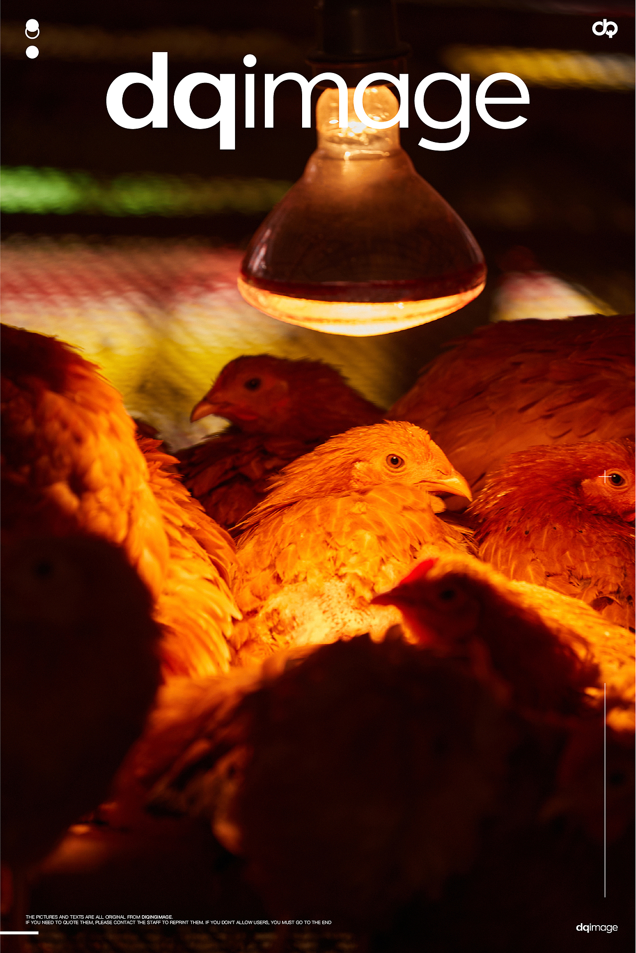 青山綠水就是金山銀山 吃雞啦～～（圖ZMjc4MzE4ODQ0） - 產(chǎn)品攝影 - 站酷設(shè)計師好物拍攝官原創(chuàng)素材 - 站酷ZCOOL