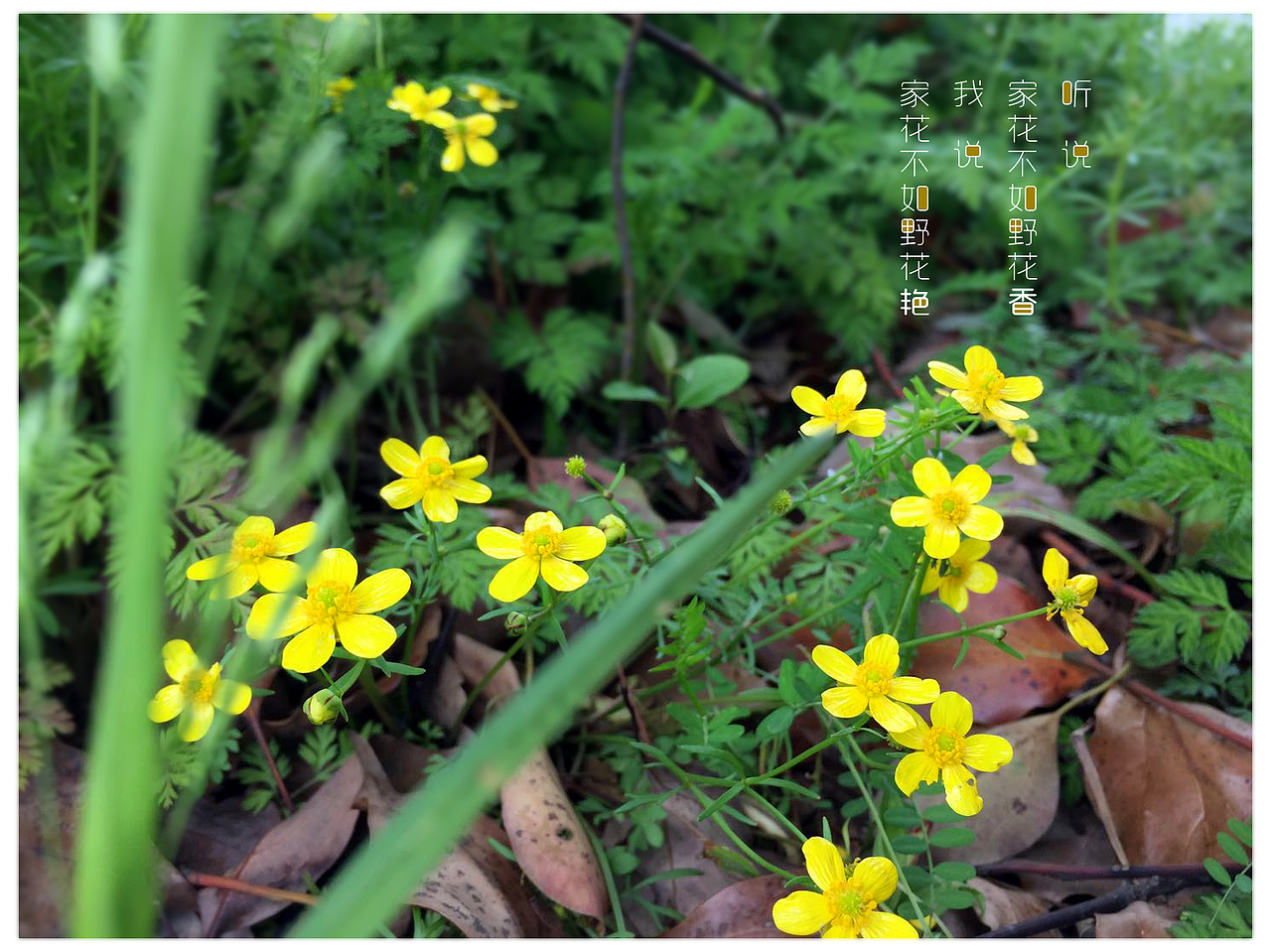 摄影-发现生活中的美