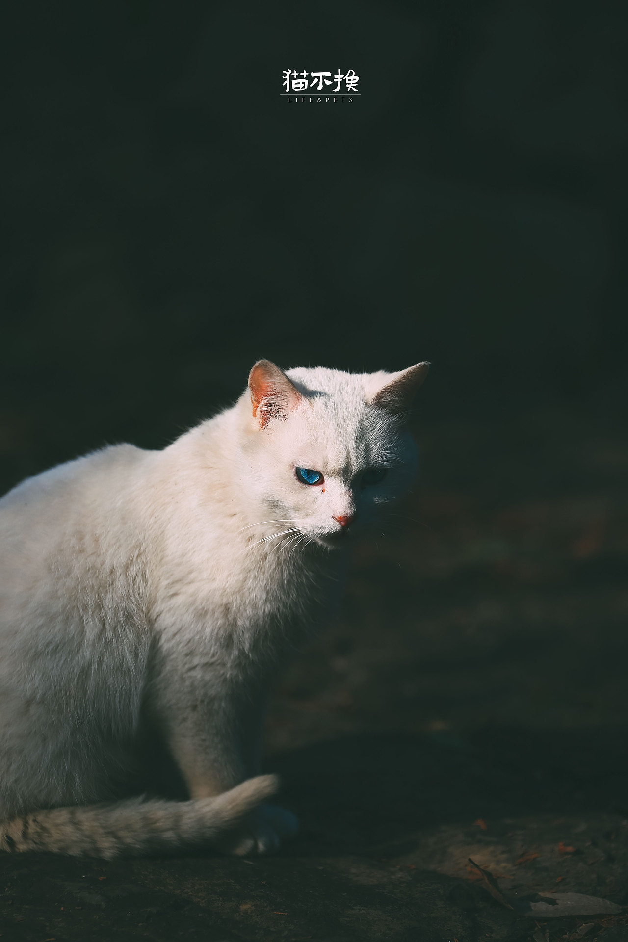 山猫日记20210613