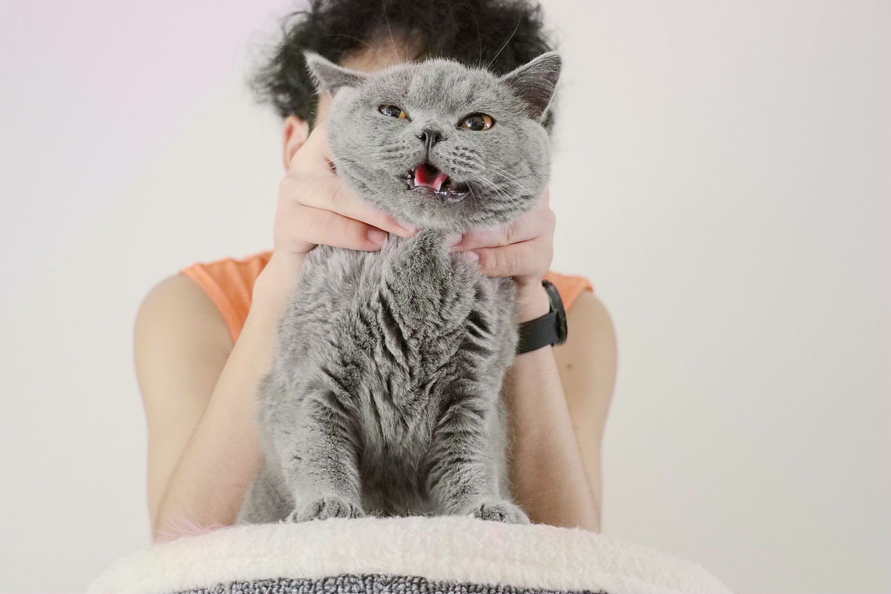 种猫-MM-纯蓝色-冬梅-英国短毛猫|沐米猫舍