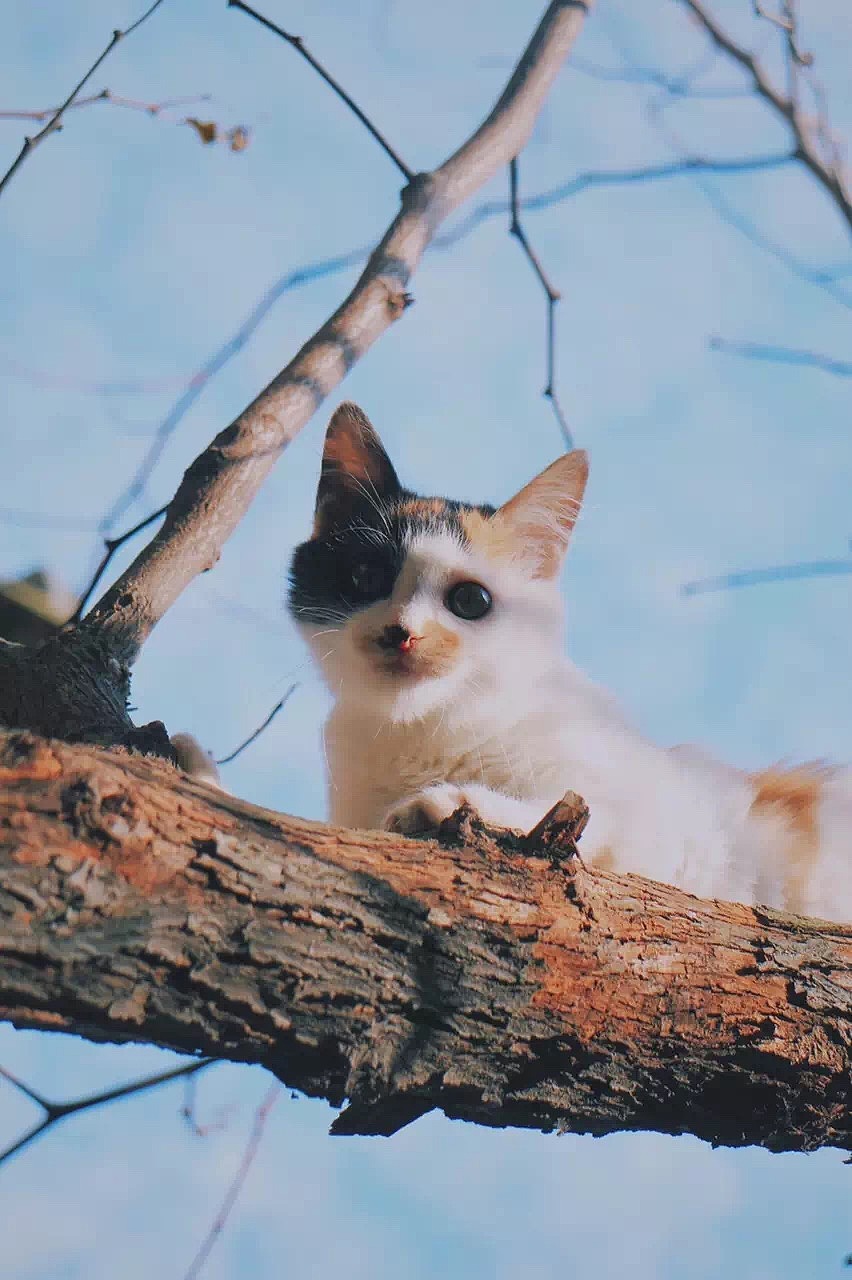 我家有个动物园 / 猫咪篇（图ZMTEyNTIwNDYw） - 宠物摄影 - 站酷设计师歪哎去zz原创素材 - 站酷ZCOOL