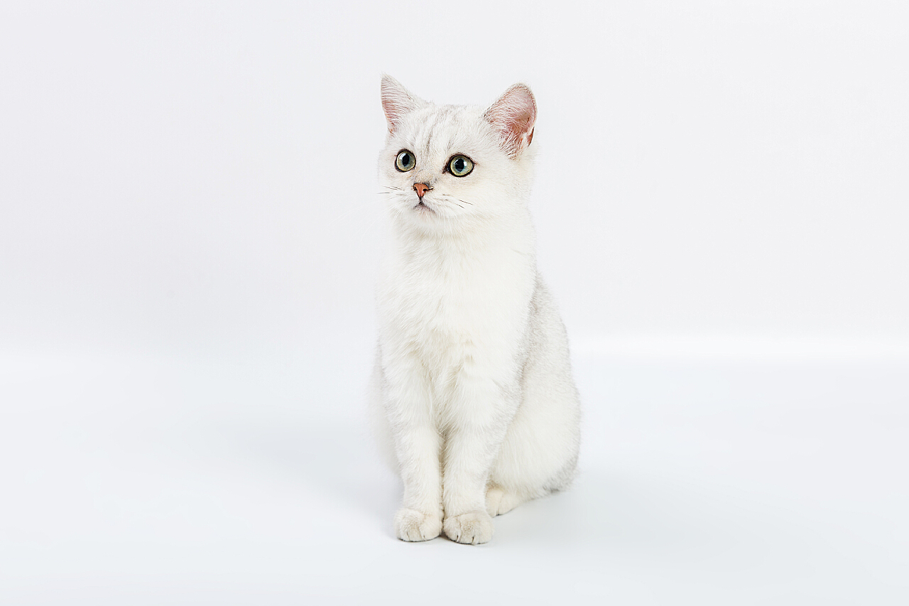 白底证件照-加菲猫（幼/成）|摄影|动物|WildKay - 原创作品 - 站酷 (ZCOOL)