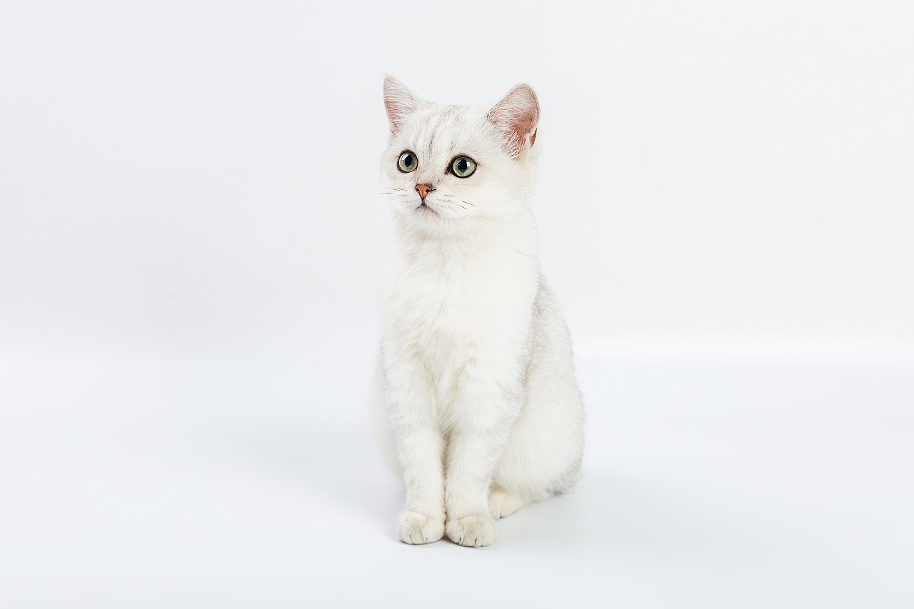 宠物猫美短幼猫白底摄影|摄影|宠物摄影|一手煎蛋的小青哥 - 原创作品 - 站酷 (ZCOOL)