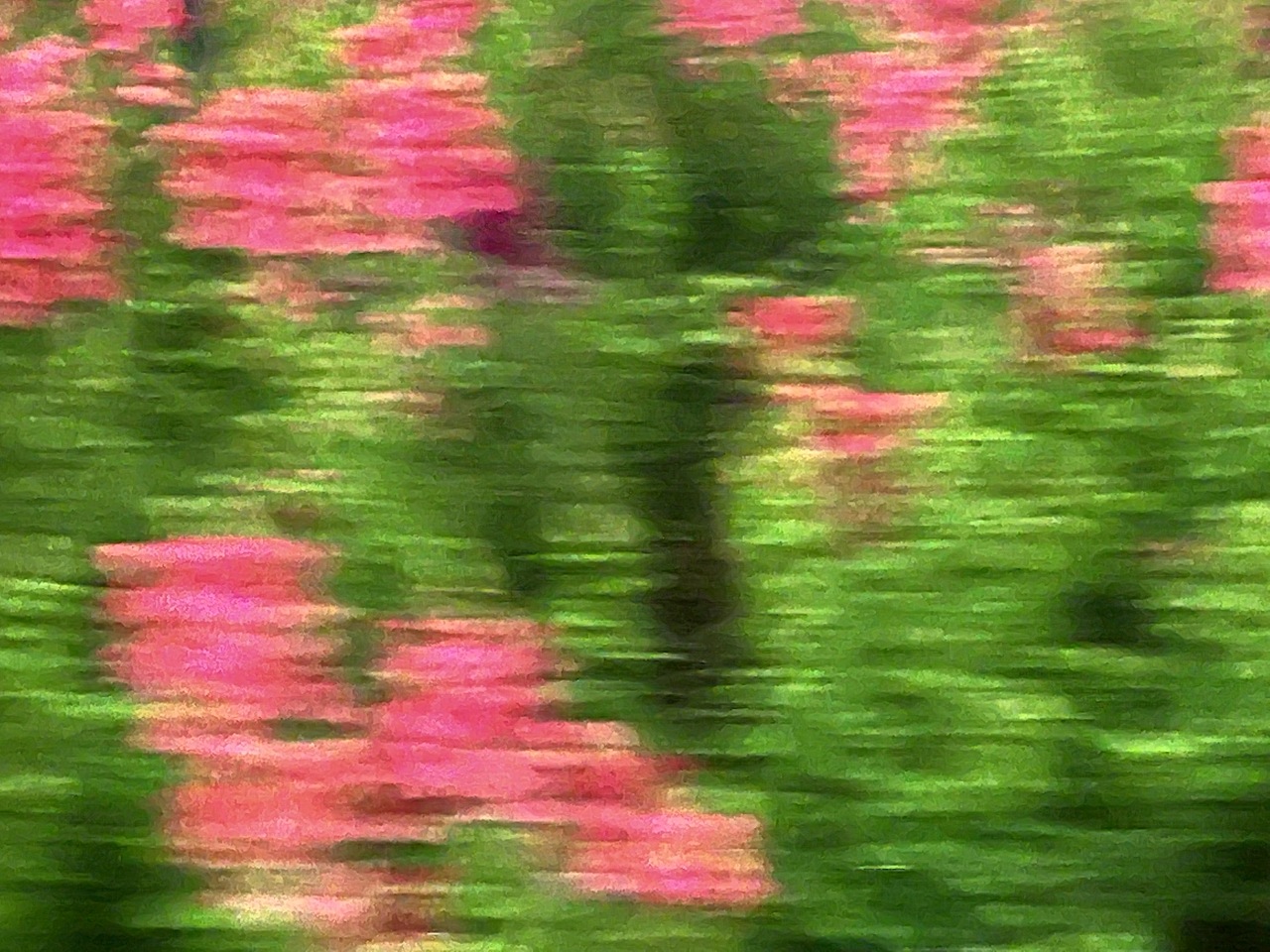 油画般的花花🌸🍀🌼