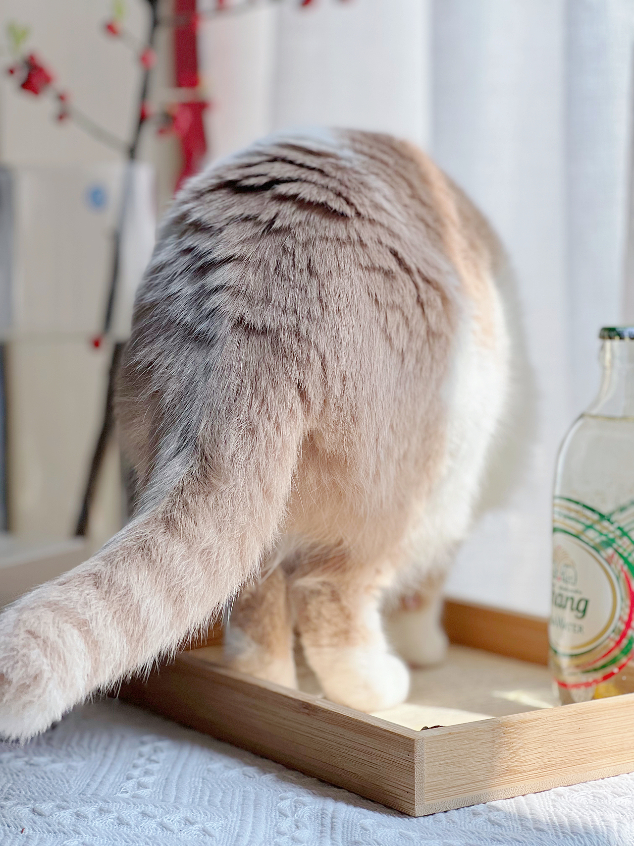 吸猫日常（图ZMzAxMTY3MTA0） - 宠物摄影 - 站酷设计师ᴛᴏᴛᴏᴋᴏʟᴀᴍ原创素材 - 站酷ZCOOL