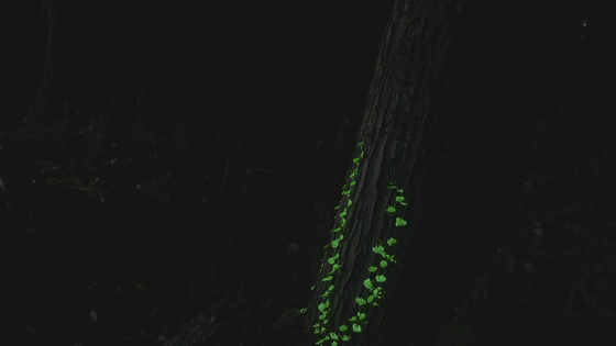 从树洞里进入到幻光森林
<br>光从树林里开始蔓延<br><br>渐渐的<br><br>树上的藤曼