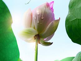 節(jié)氣類海報(bào)